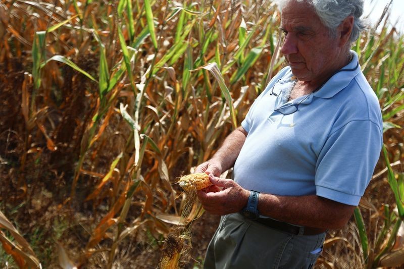 Produção de milho na Argentina pode subir com efeitos do El Niño