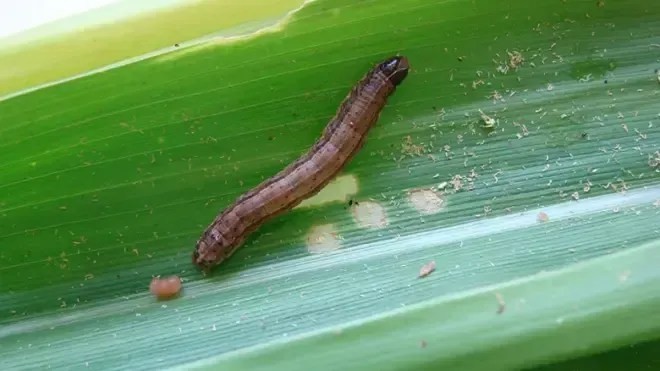 Cebola com alho na água fervida cria escudo contra lagartas indesejadas