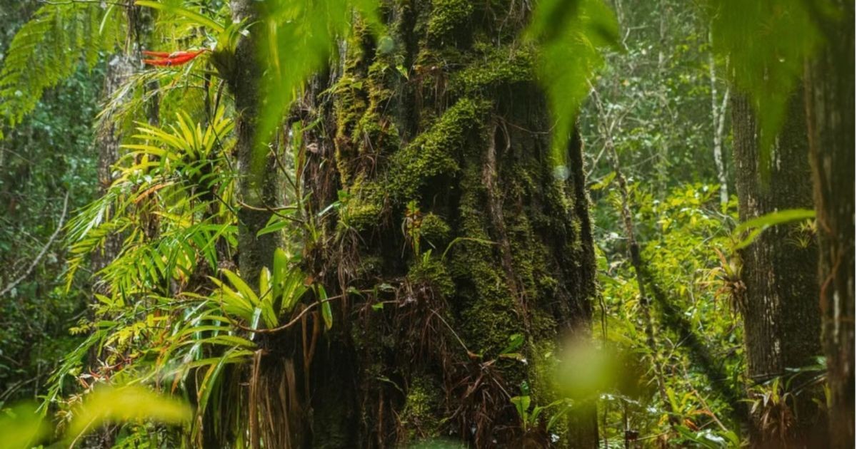 Governo atualiza lista nacional com 3.730 plantas ameaçadas