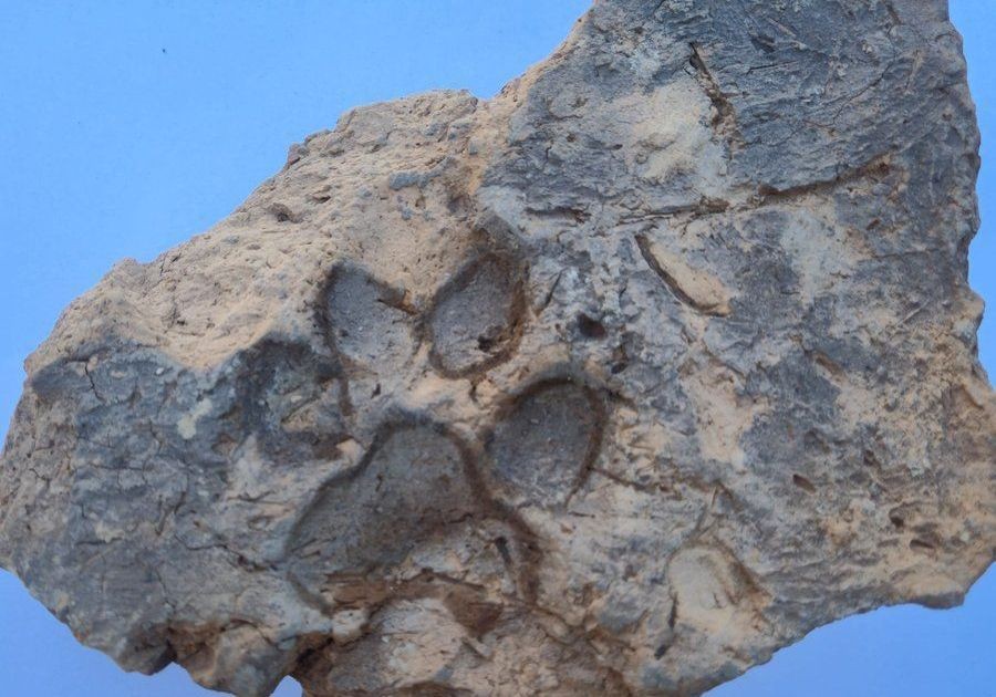 Arqueólogos encontram pegada misteriosa de cachorro marcada em tijolo há quase 4 mil anos