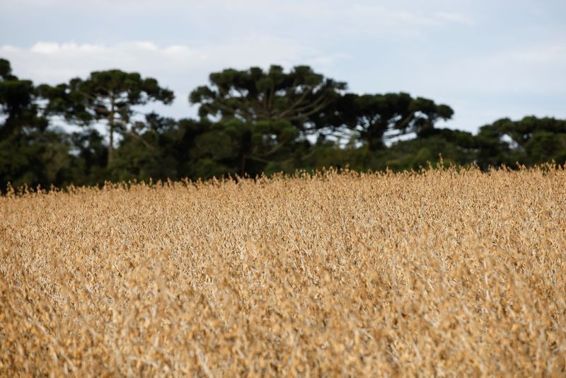 Plantio de soja em Mato Grosso atinge 89,05% da área