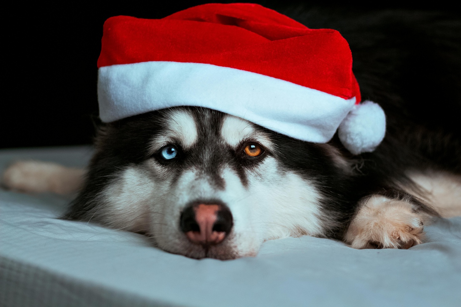 Ceia de Natal: pets podem aproveitar a festa de forma segura?