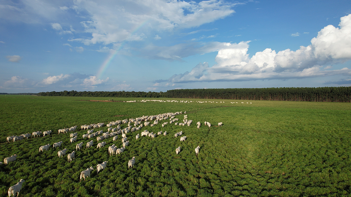 “A Carne do Futuro” será tema de simpósio nas principais cidades de Mato Grosso