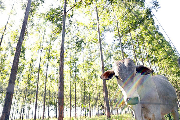 Parceria entre Embrapa e CAT fortalece produção agropecuária sustentável em Mato Grosso