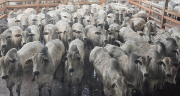 2.209 animais foram avaliados na última etapa do Circuito Nelore de Qualidade em 2025, em Campo Grande (MS)