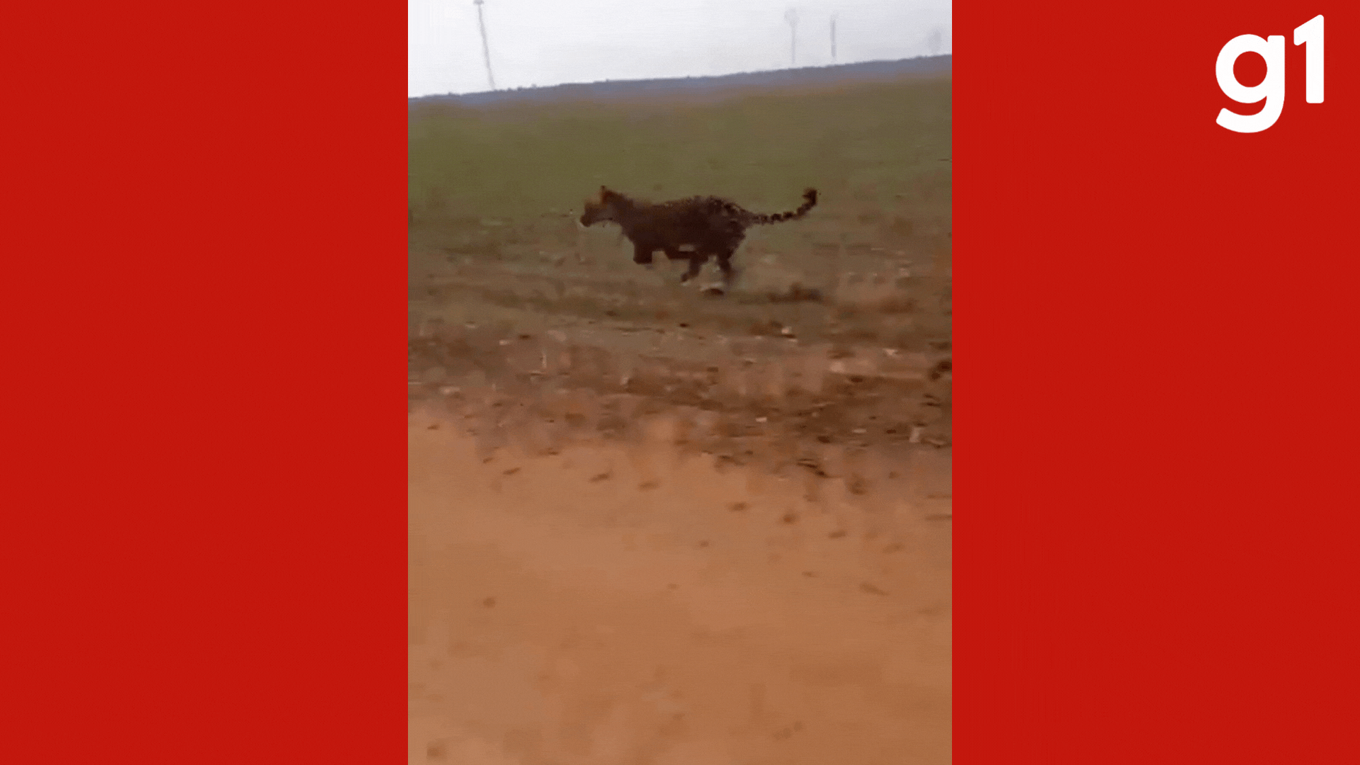 VÍDEO: onça-pintada é flagrada correndo na estrada e quase é atropelada em MT