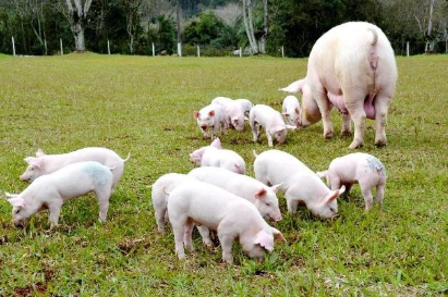 Resposta para a suinocultura de qualidade está na saúde do intestino 
