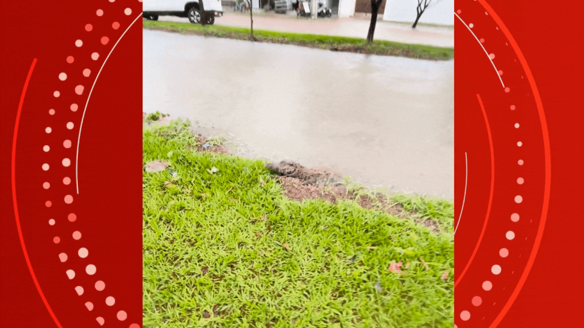 VÍDEO mostra jacaré submergindo em rua alagada no centro de Sinop (MT) após chuva forte