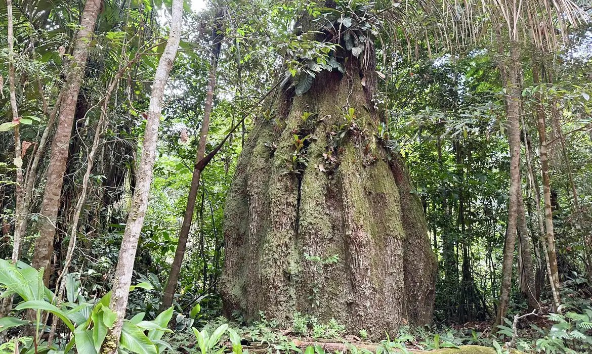 Amazonas ganha quatro novas reservas de desenvolvimento sustentável