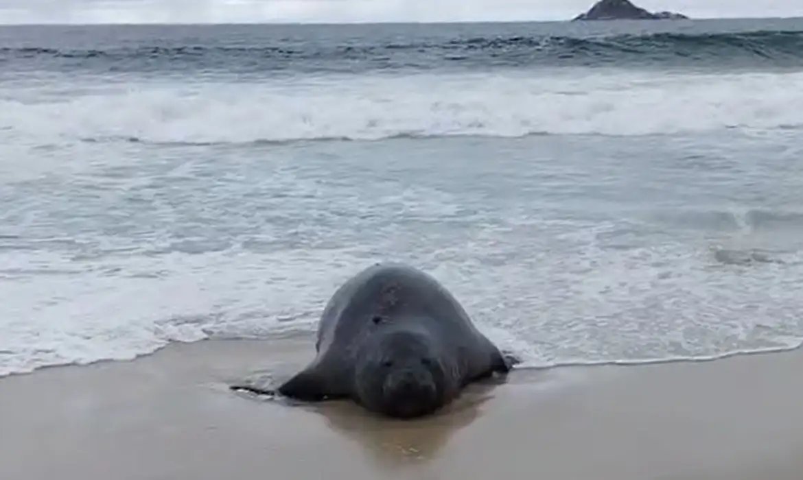 Elefante-marinho atrai atenção de banhistas em praia do Rio