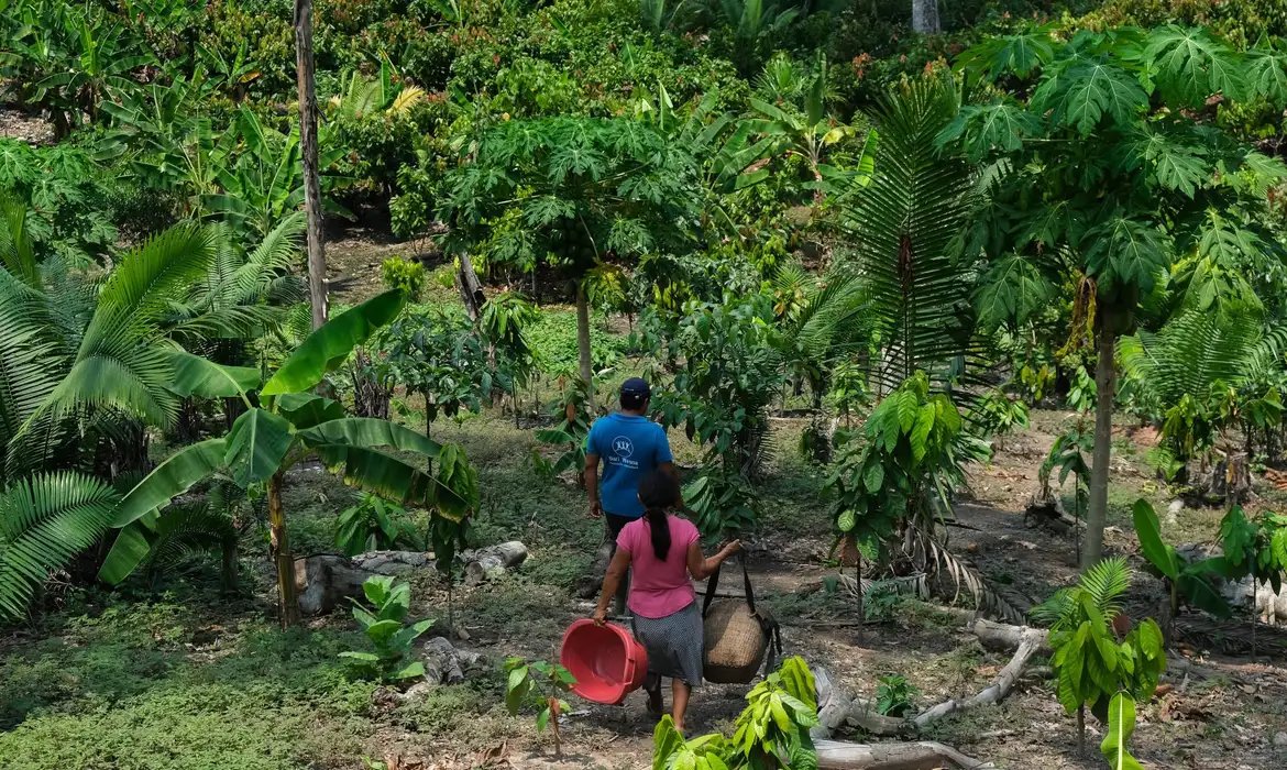 Da Amazônia ao Chaco, América Latina tem desafios com clima e terra