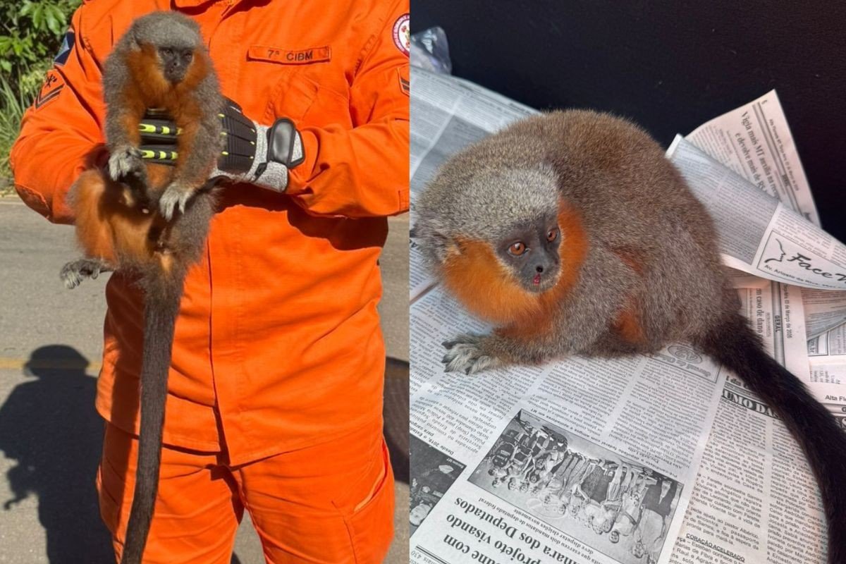 Macaco da espécie zogue-zogue é resgatado com ferimento no nariz em MT