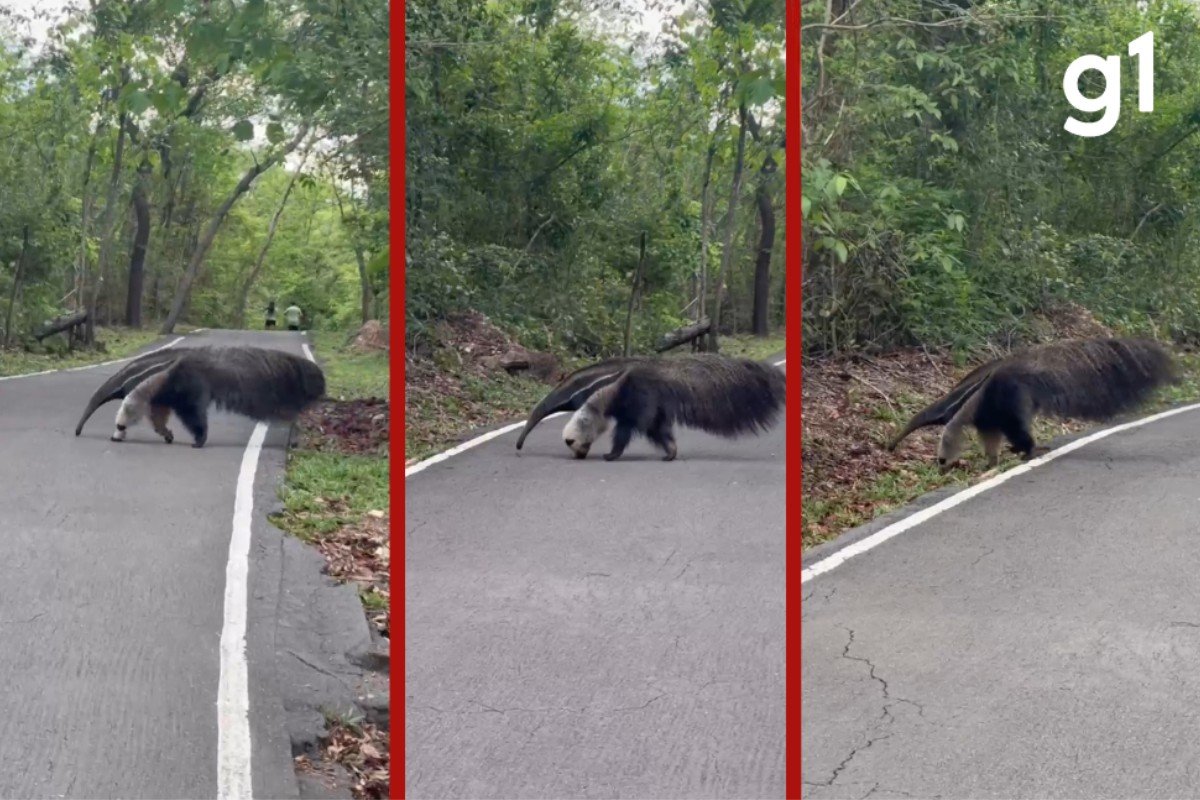 VÍDEO: tamanduá-bandeira é flagrado atravessando pista de caminhada em parque de MT