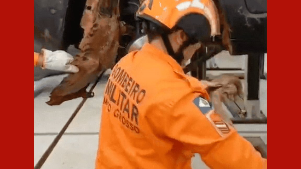 VÍDEO: cobra gigante é resgatada após ficar alojada na roda de carro em MT
