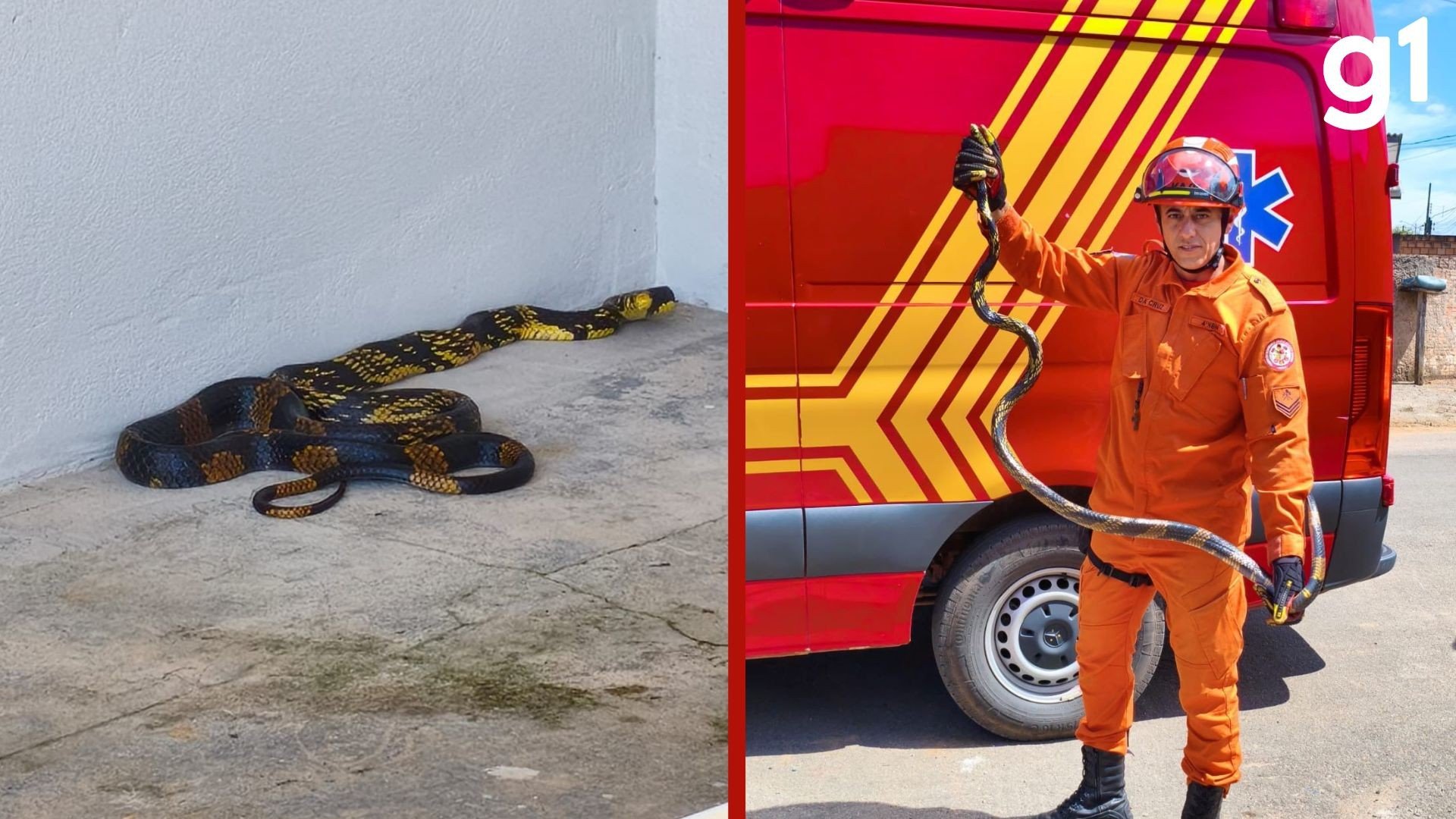 Cobra caninana de dois metros é encontrada dentro de casa em MT