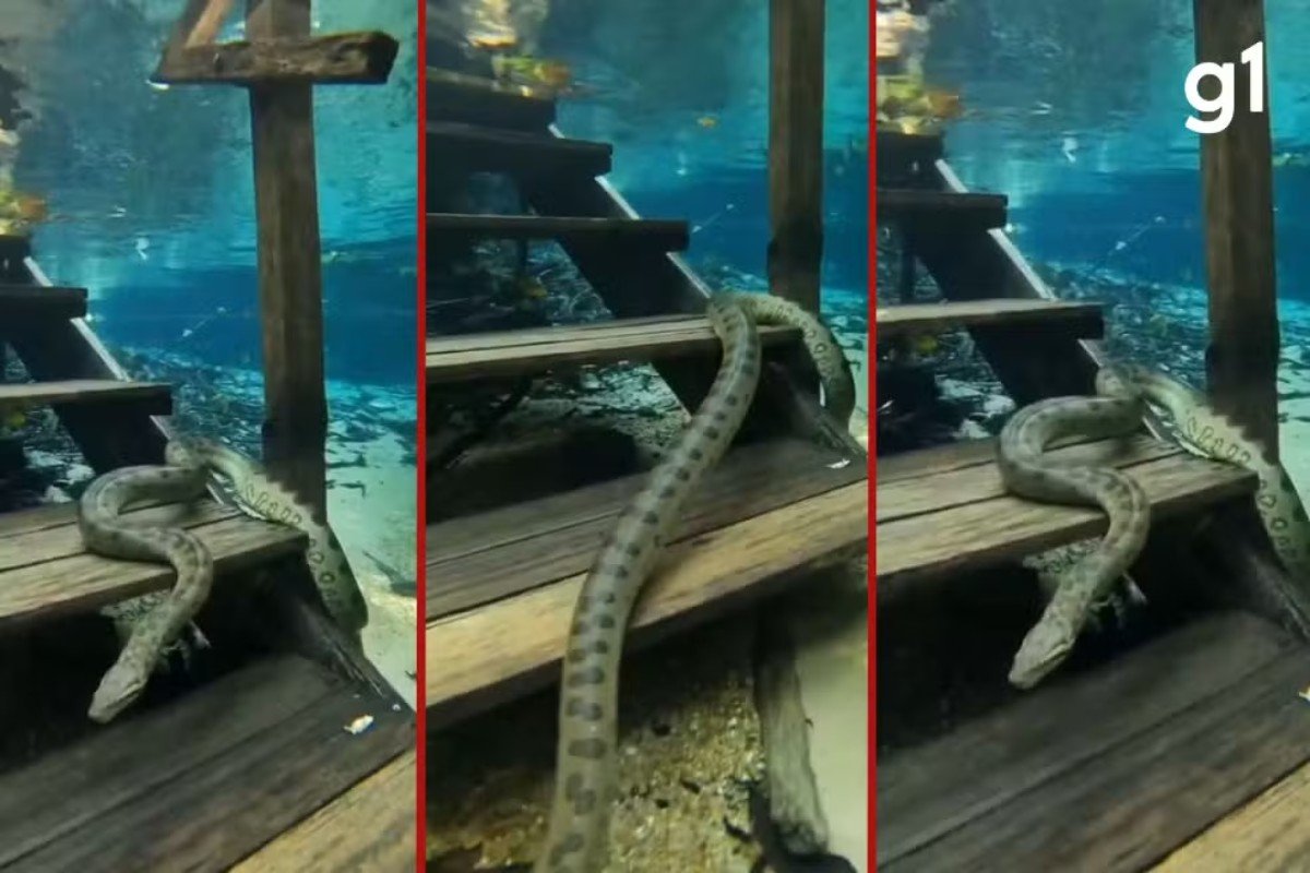 VÍDEO: cobra 'sobe' escada submersa em rio de águas cristalinas em MT
