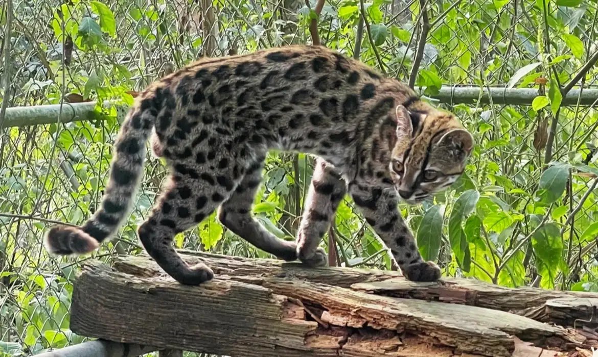 Nova espécie de felino é identificada em florestas da Bolívia