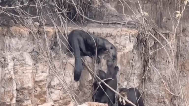 VÍDEO: família de ariranhas é flagrada em ‘mudança’ no Pantanal de MT