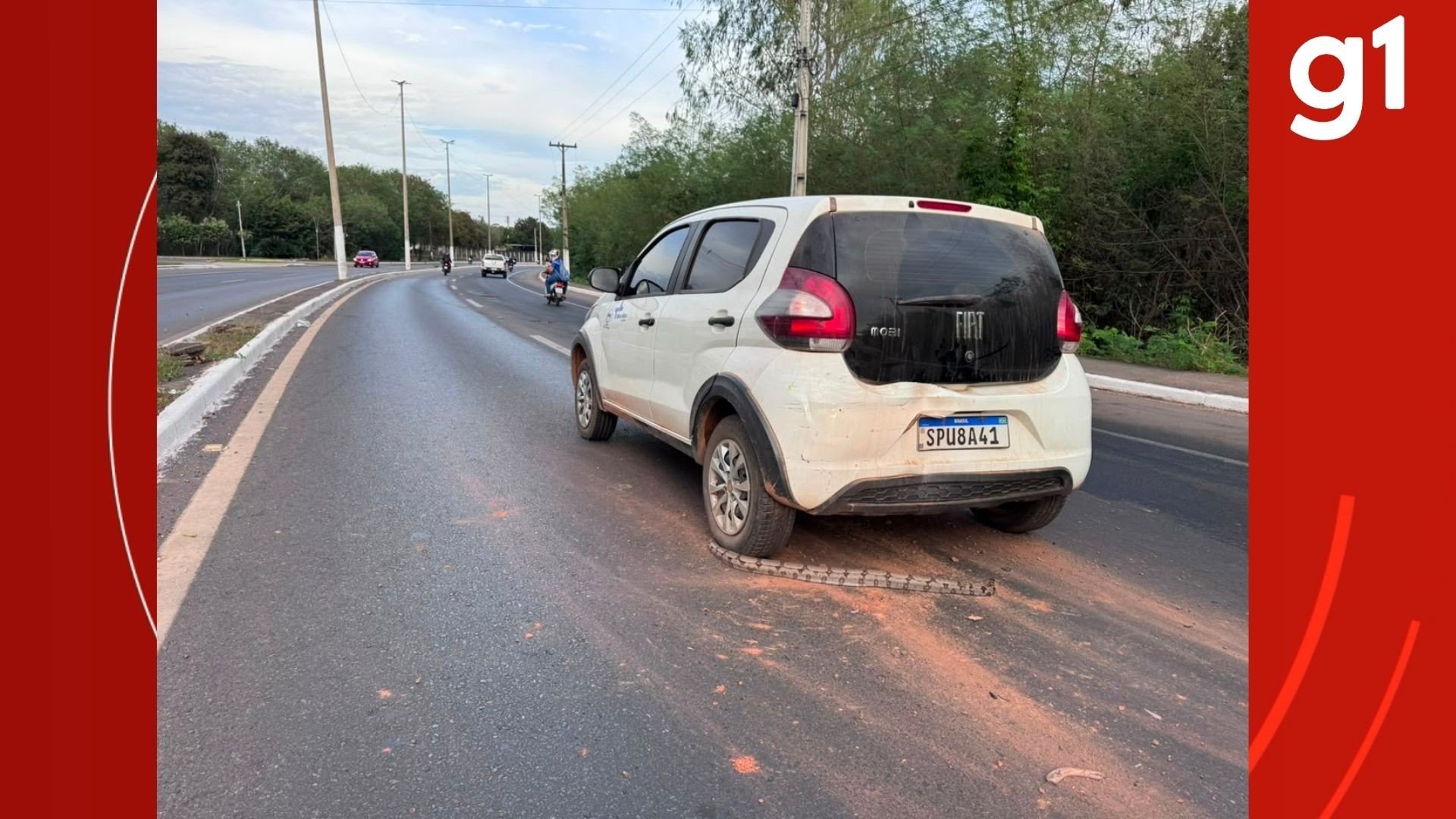 Jiboia provoca acidente e morre atropelada ao tentar atravessar via em MT