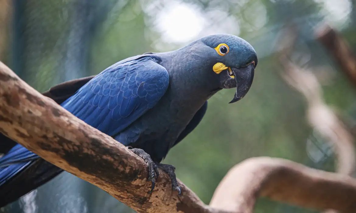 Lista de fauna ameaçada tem 180 animais incluídos e 150 retirados