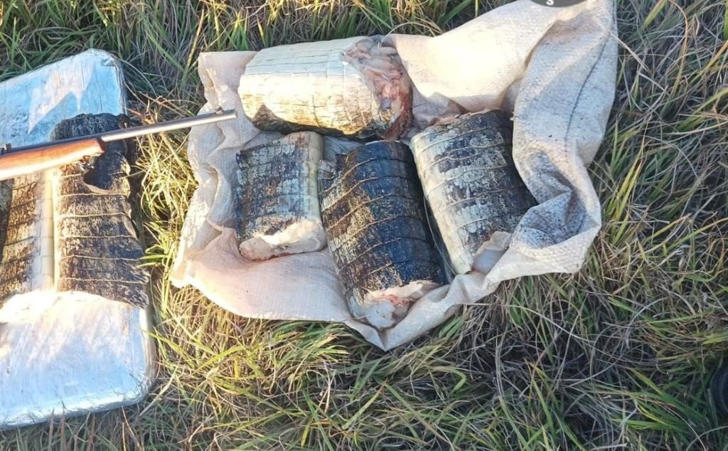 Fiscalização apreende 17 kg de carne de jacaré e pescado ilegal em Poconé