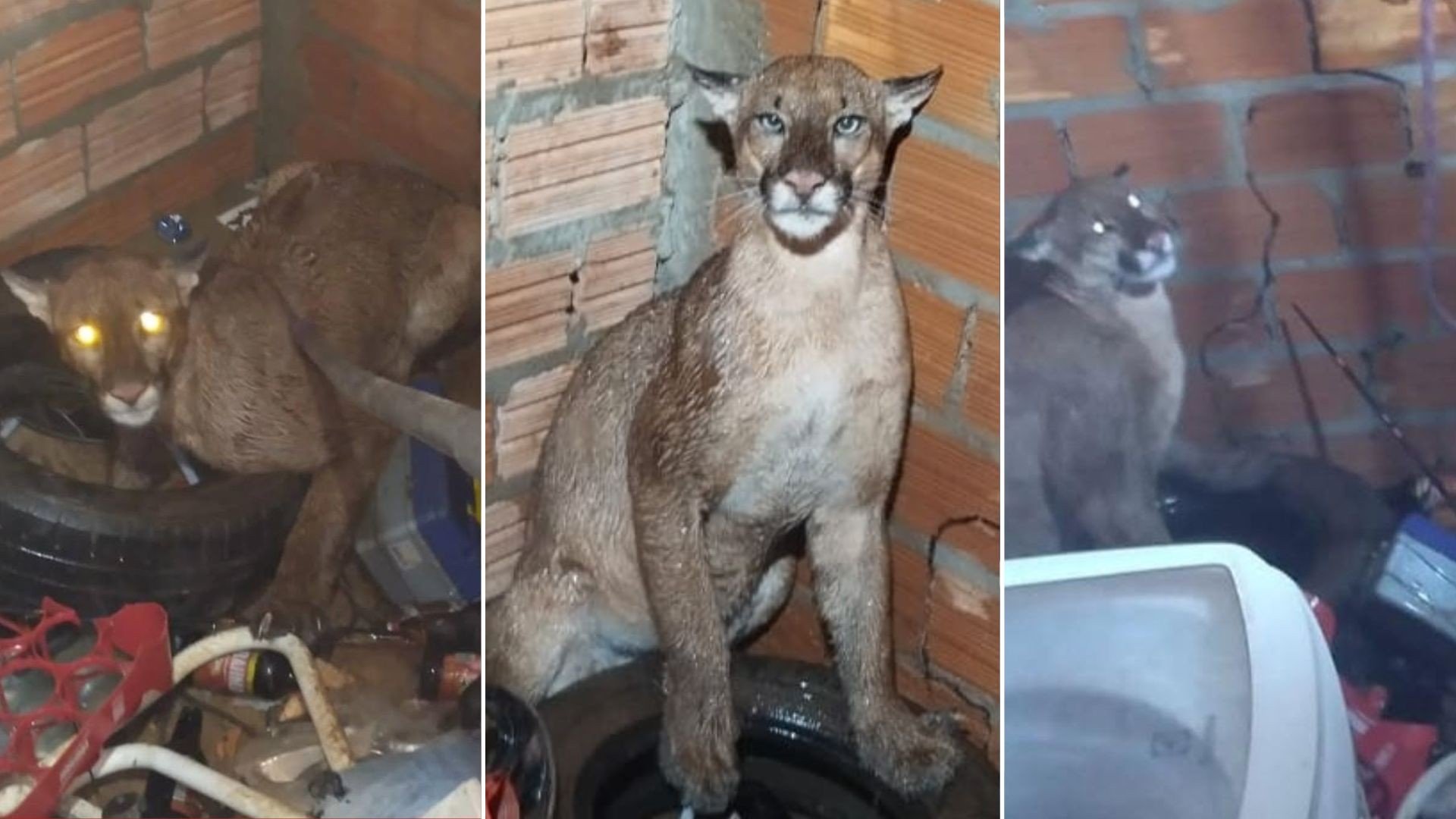 Cães ficam agitados e denunciam presença de onça-parda em lavanderia de residência de MT