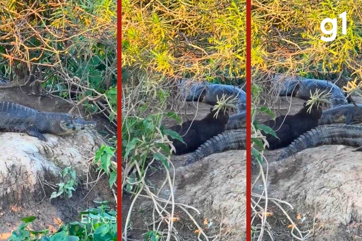 VÍDEO: capivara descansa entre jacarés na Transpantaneira em MT; biólogo explica comportamento
