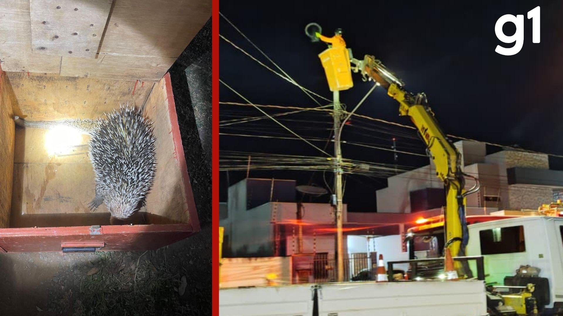 Porco-espinho sobe em poste de 15 metros, fica preso e é resgatado em MT