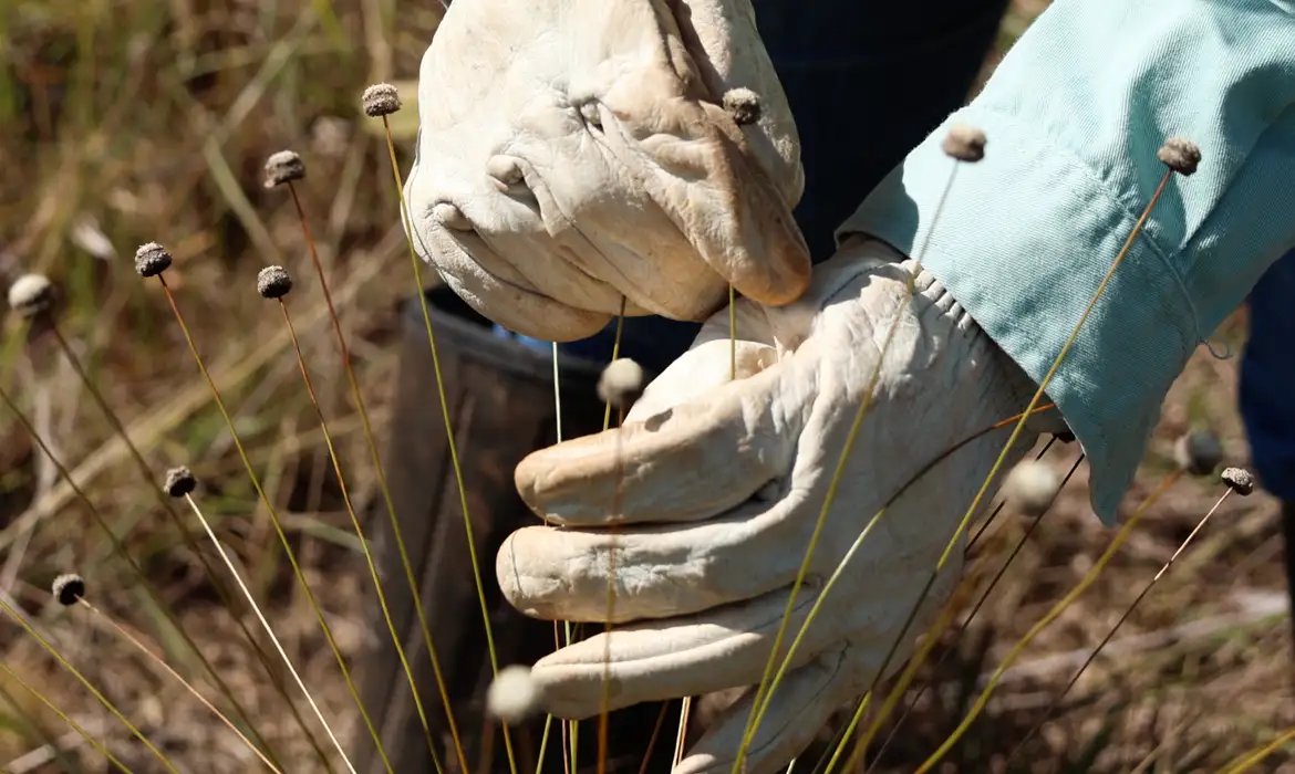Plantas consideradas extintas são reencontradas em Minas Gerais