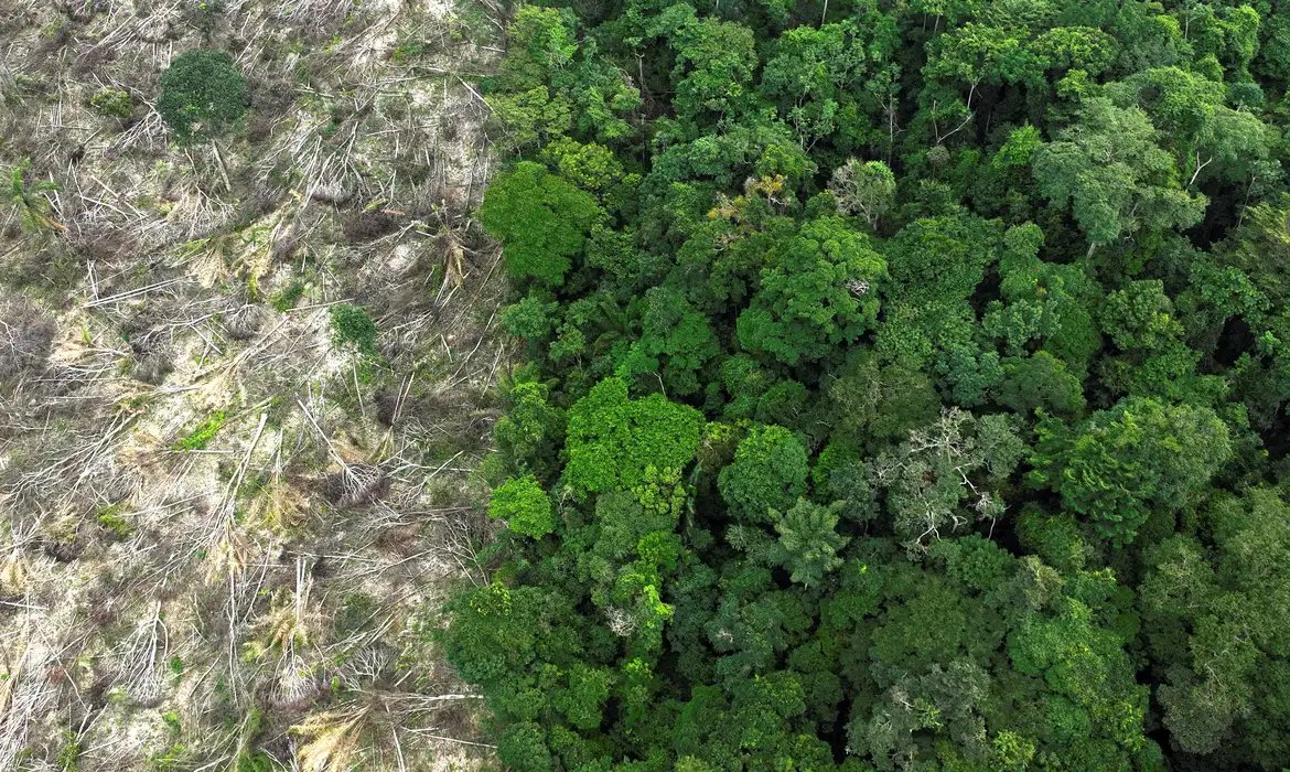Desmatamento na Amazônia registra a menor taxa em 11 anos