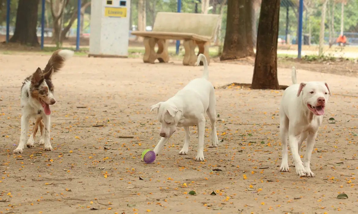 Lei torna crime exercício ilegal da medicina veterinária 
