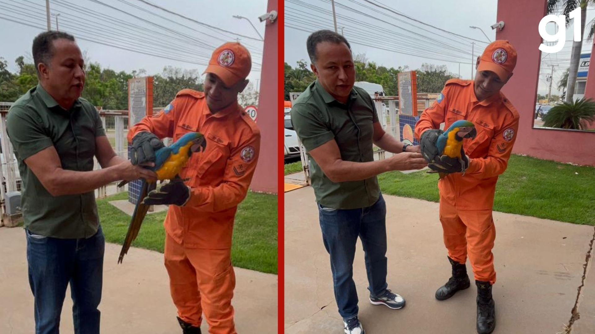 Arara-canindé atingida por carreta é resgatada às margens da BR-070