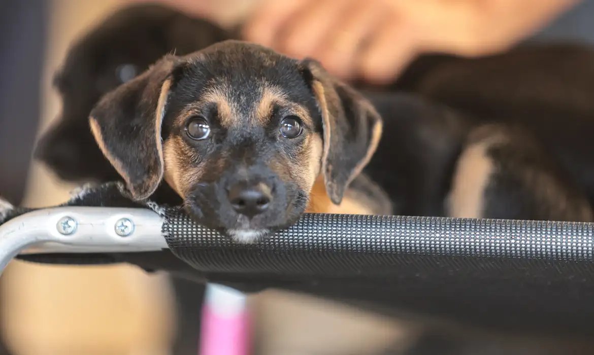 Saiba como educar crianças e adolescentes para respeitar os animais