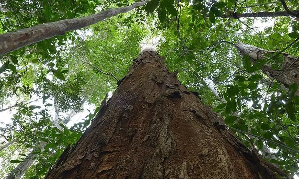 Nova resolução aprimora usos do Pau-Brasil, árvore símbolo do país
