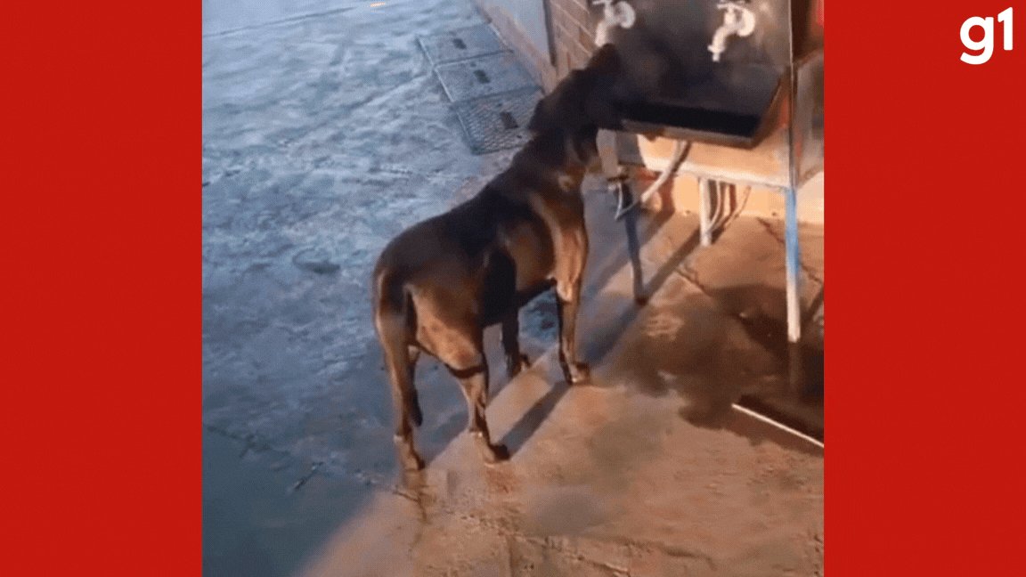 VÍDEO: cachorro 'caramelo' bebe água em bebedouro público de rodoviária em MT