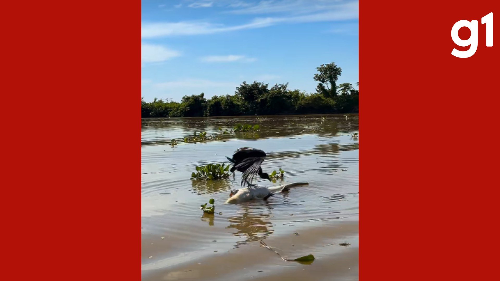 VÍDEO: turistas alemães flagram urubu tentando se equilibrar sobre jacaré morto no Pantanal de MT