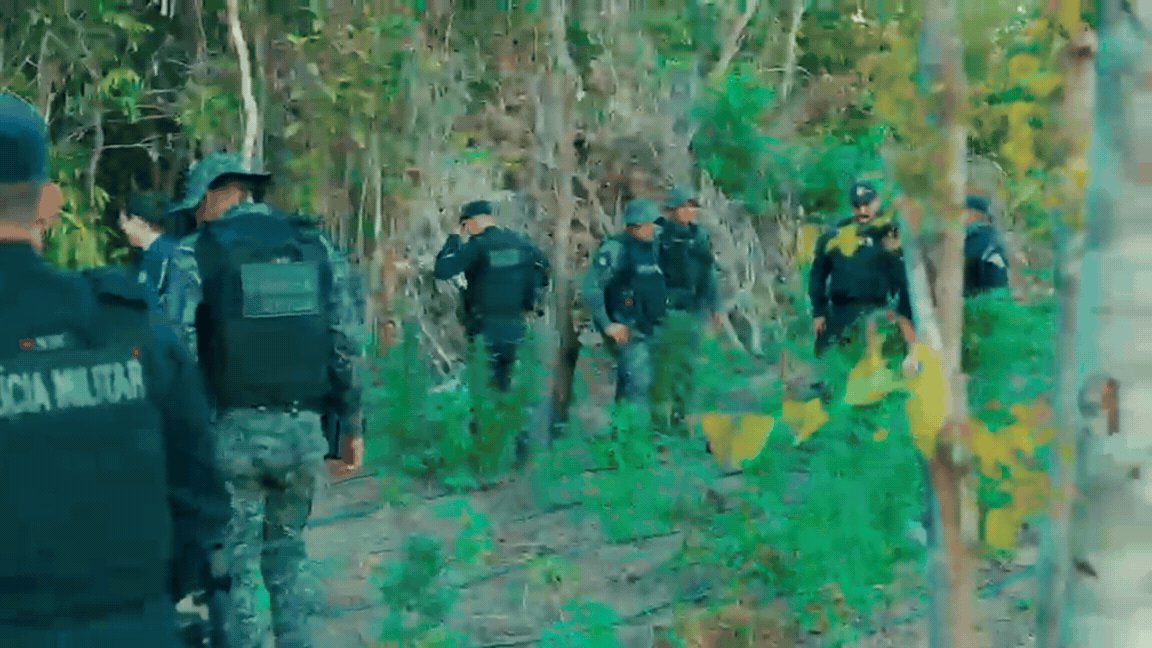 Traficantes invadem fazenda e polícia encontra mais de 5 mil pés de maconha em MT; vídeo
