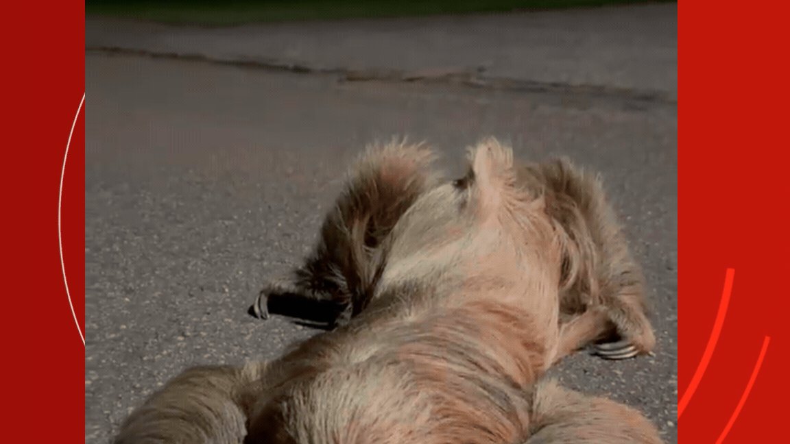 Bicho-preguiça é resgatado após ser encontrado deitado no meio de rua em Alta Floresta (MT)
