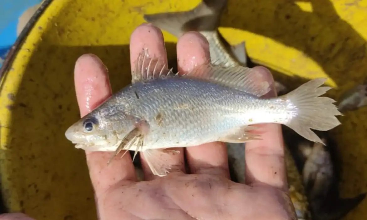 Cientistas identificam taxa recorde de deformações em peixes do ES