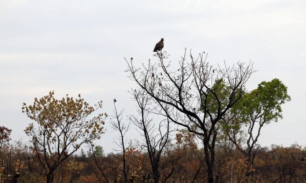 Novas tecnologias ajudam brigadistas a proteger o Cerrado de incêndios