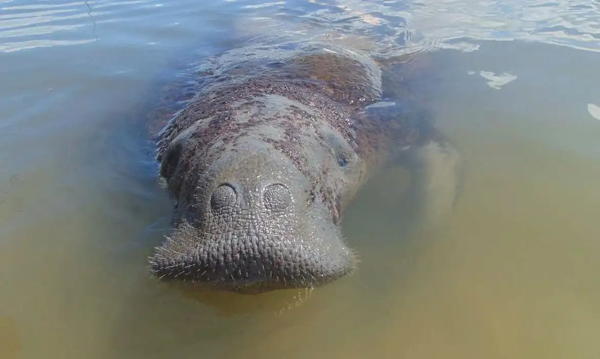 Medidas emergenciais vão proteger peixe-boi símbolo da biodiversidade 