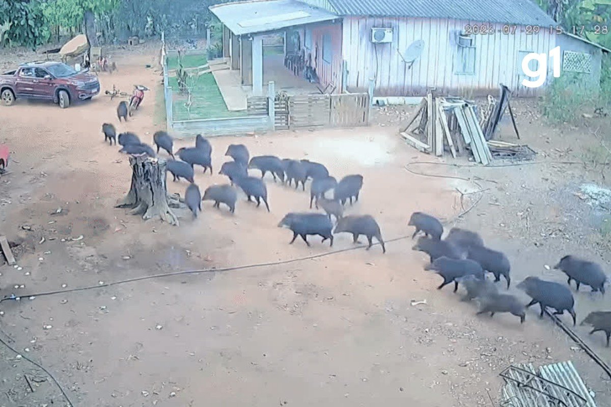 VÍDEO: 'porcos selvagens' invadem quintal de casa e colocam moradores para correr em MT