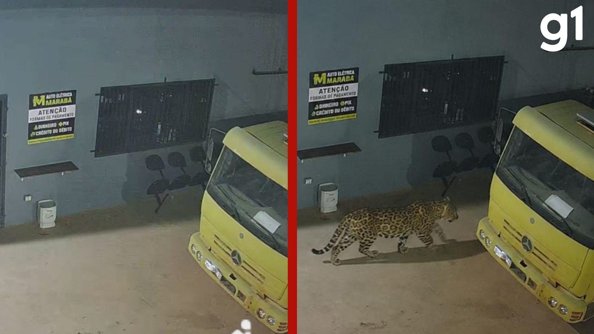 Funcionários faltam ao trabalho após montagem de onça feita com IA para 'espantar ladrões' em oficina de MT