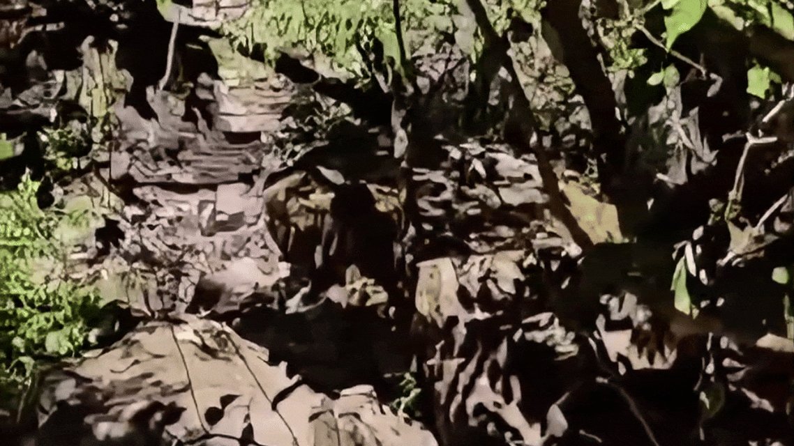 VÍDEO: homem se depara com onça-pintada durante trilha em cachoeira de MT