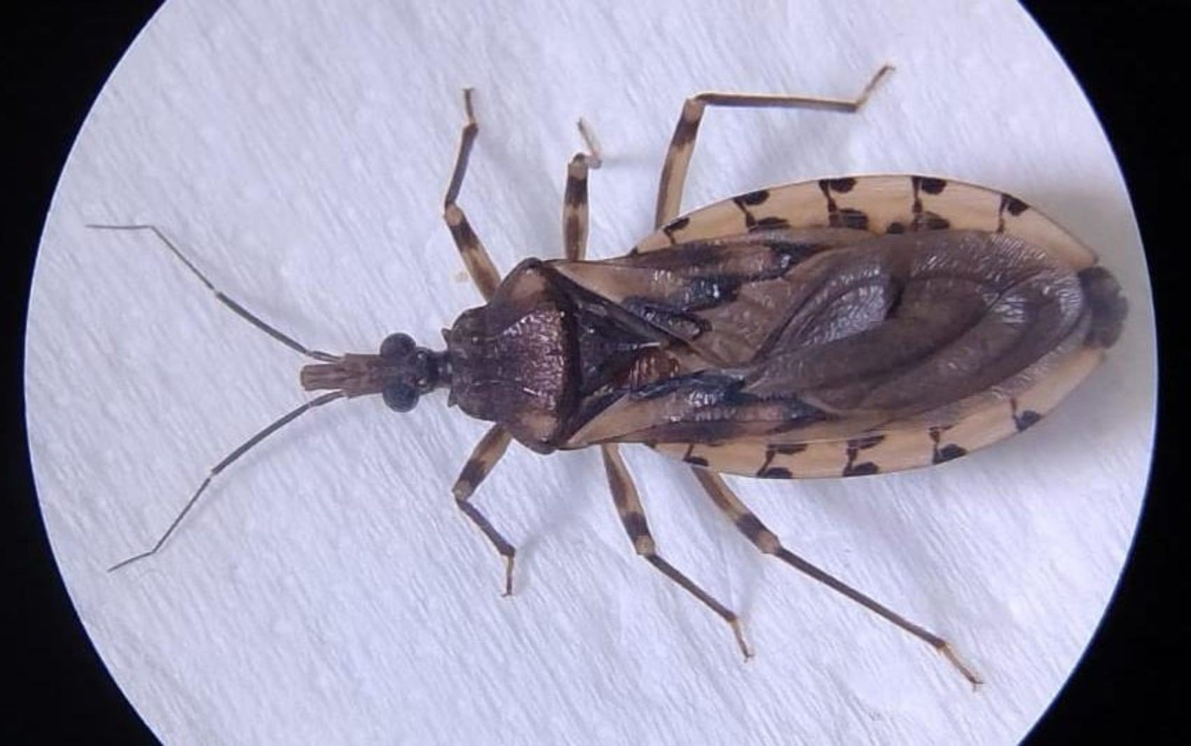 Prefeitura emite alerta após confirmação de novos casos de doença de Chagas em MT