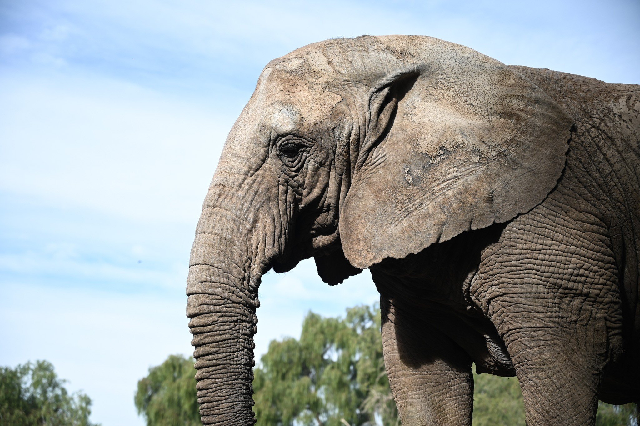 Elefanta africana morre 4 dias após diagnóstico de problema respiratório em santuário de MT