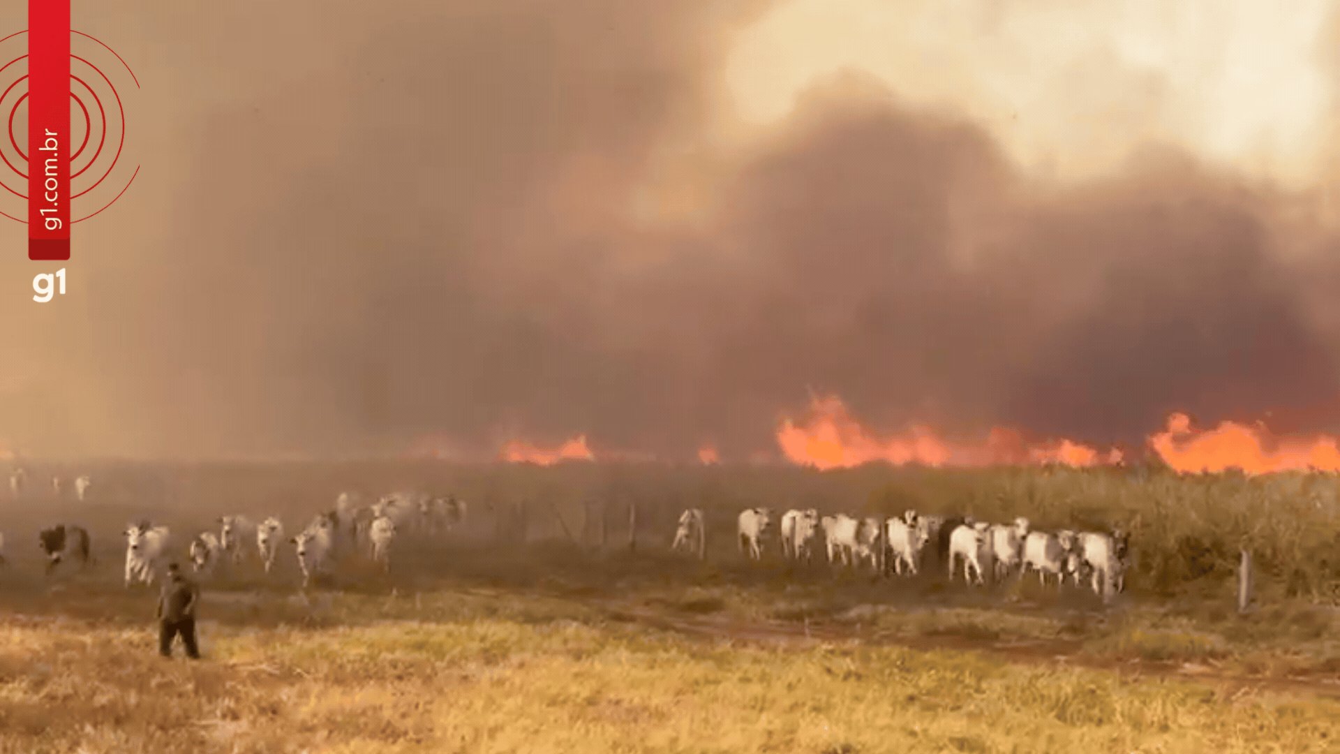 VÍDEO: incêndio que já dura 4 dias  avança por áreas rurais e faz gado fugir em Jangada (MT)