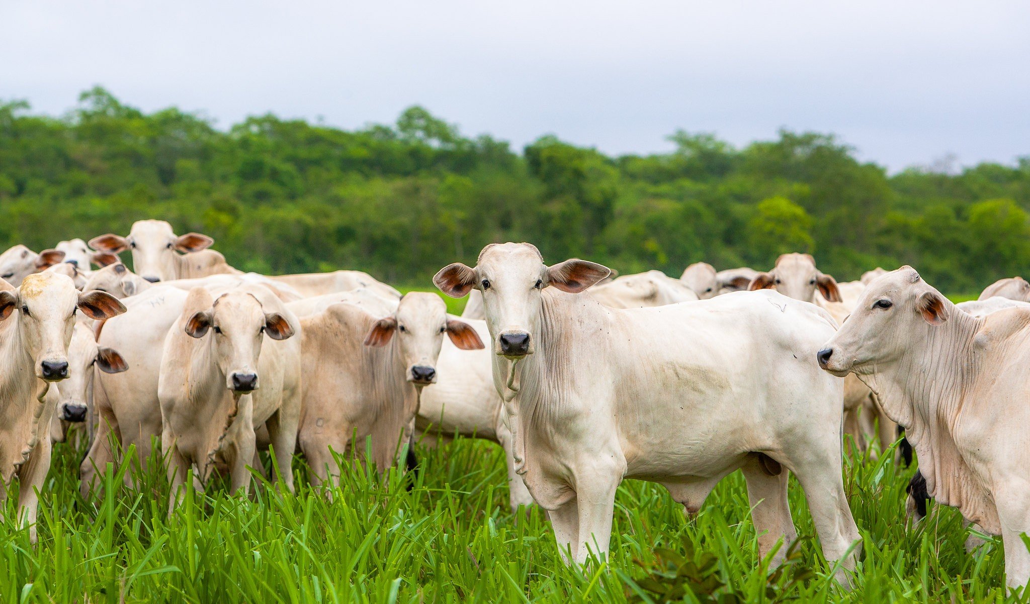Com maior rebanho de gado, pecuaristas de MT reagem à sobretaxa da China contra carne bovina