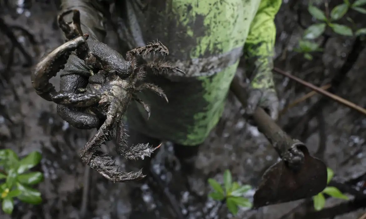Pesquisadores identificam presença de mercúrio e chumbo em caranguejos