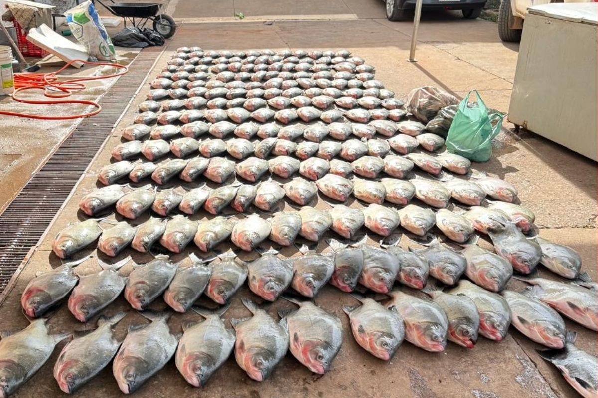 Trio é preso suspeito de esquema de venda e pesca predatória no Rio Cuiabá